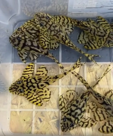 L236SY Hypancistrus sp. (Super yellow)