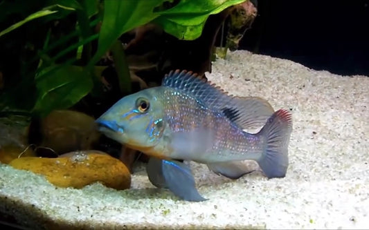 Retroculus lapidifer - stone-bearer geophagus