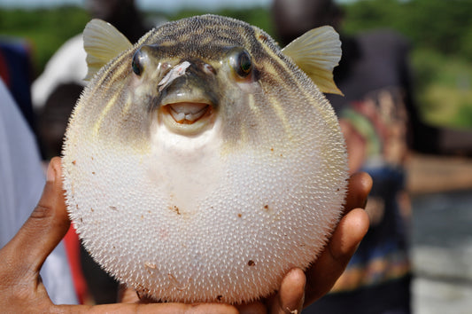 Fahaka Puffer (Tetraodon lineatus)