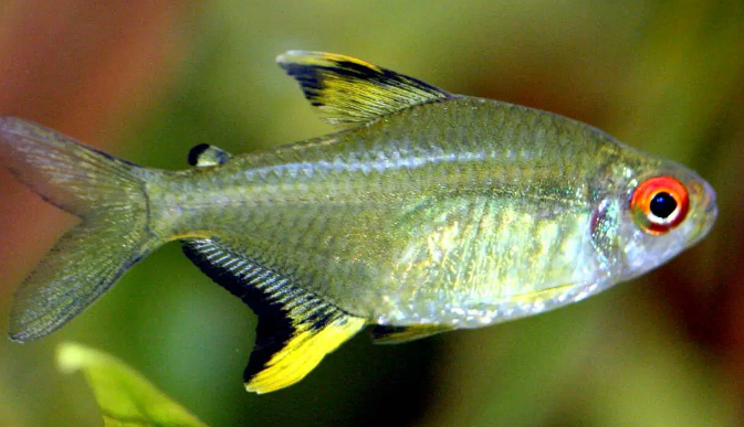 Lemon tetra