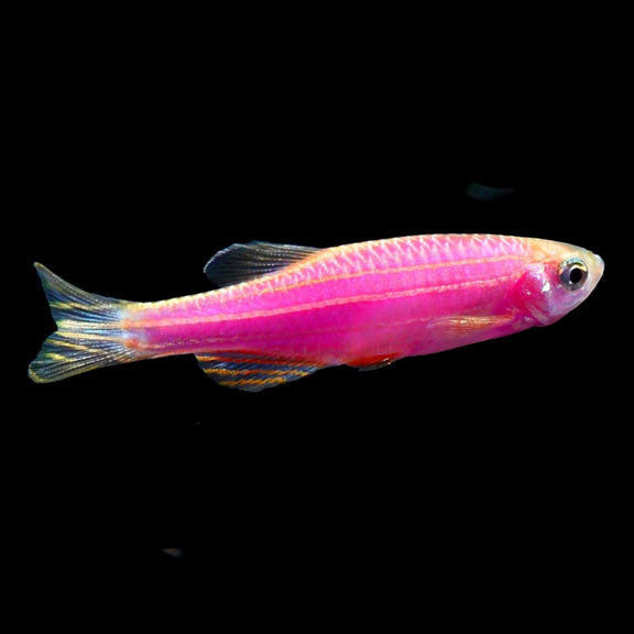 Color Danio