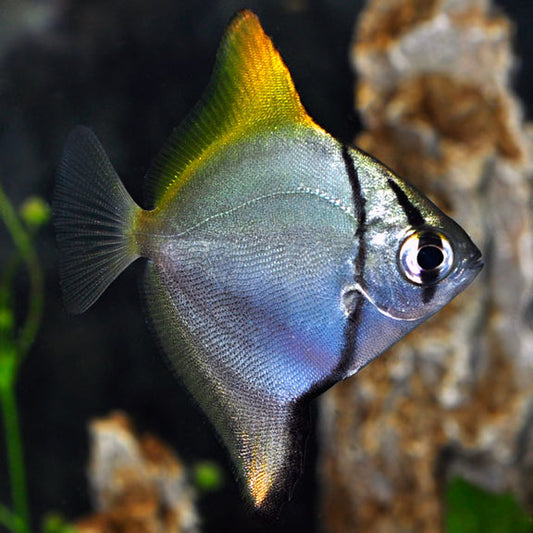Mono Fish (Monodactylus Argenteus) Tank Bred full freshwater