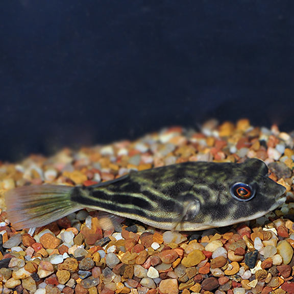 Fahaka Puffer (Tetraodon lineatus)