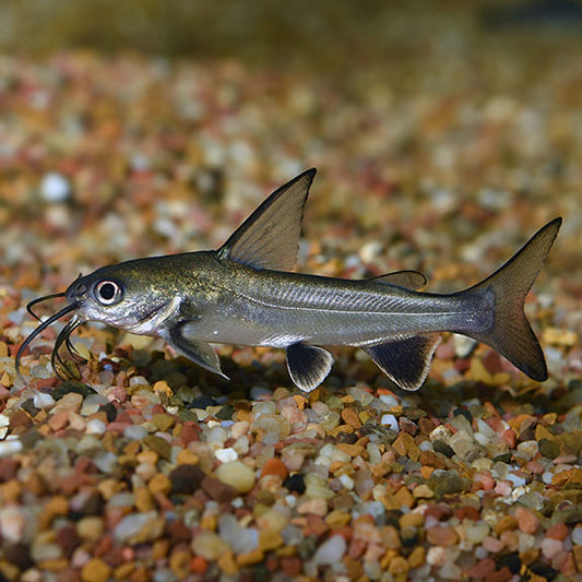 Arius jordani - Colombian Shark