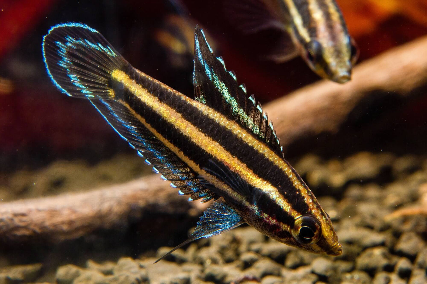 Osphromenus deissneri - Licorice  Gourami
