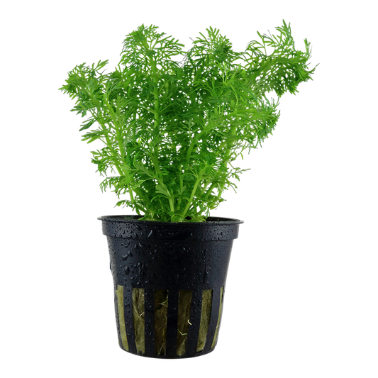 Limnophila heterophylla
