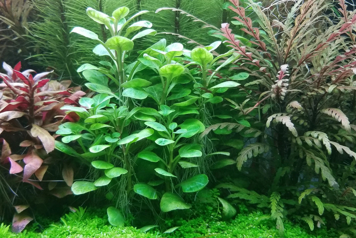 Lobelia cardinalis