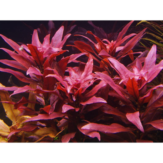 Ludwigia glandulosa (perunesis)