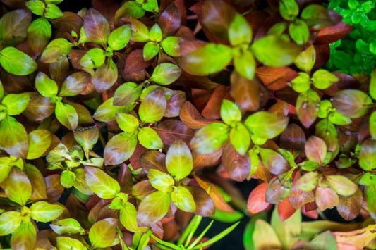Ludwigia glandulosa (peruensis diamon)