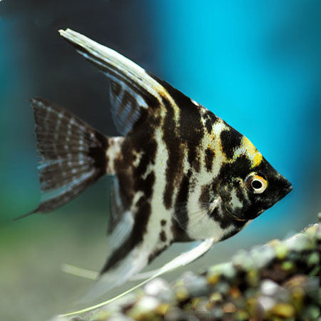 Marbled Angelfish ( Pterophyllum scalare )