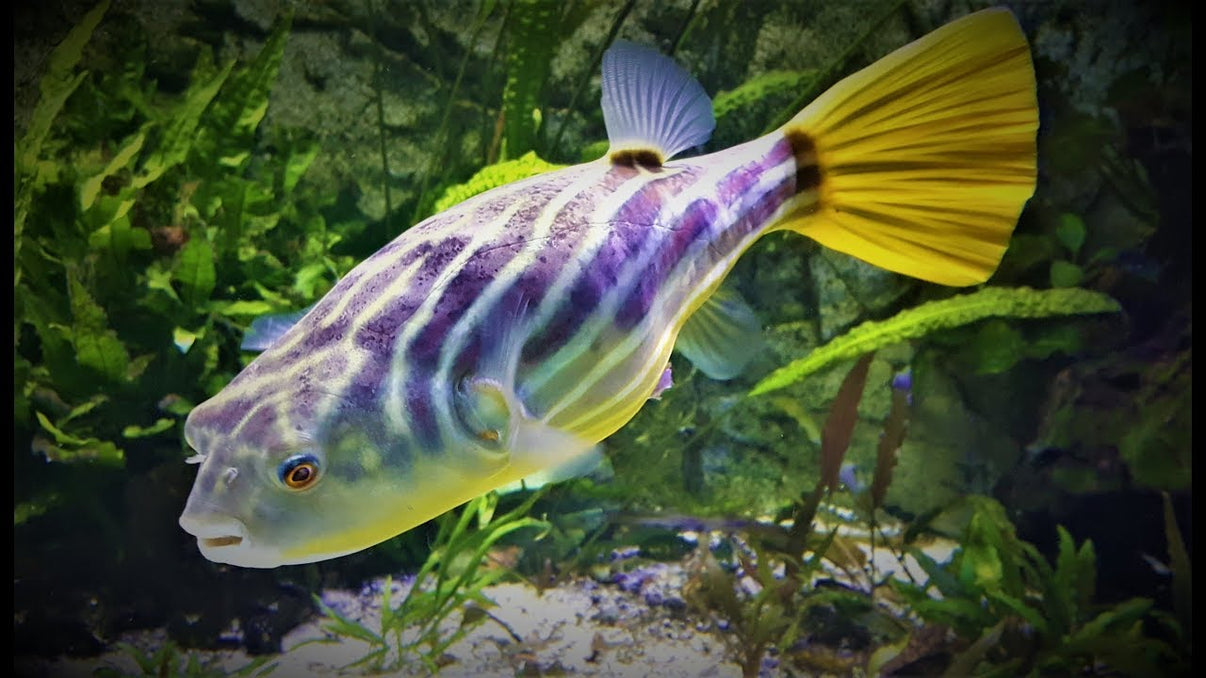 Fahaka Puffer Tetraodon Lineatus Aquapets KowloonAquarium fahaka-puffer-tetraodon-lineatus-aquapets-kowloonaquarium