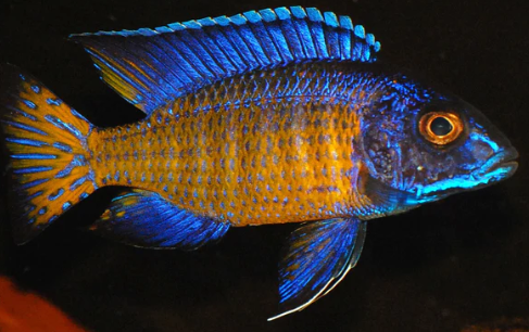 Mdoka peacock cichlid
