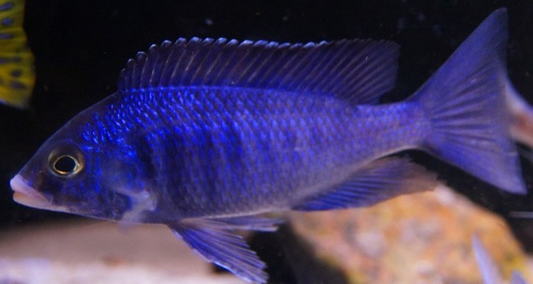 Mdoka nicaragua