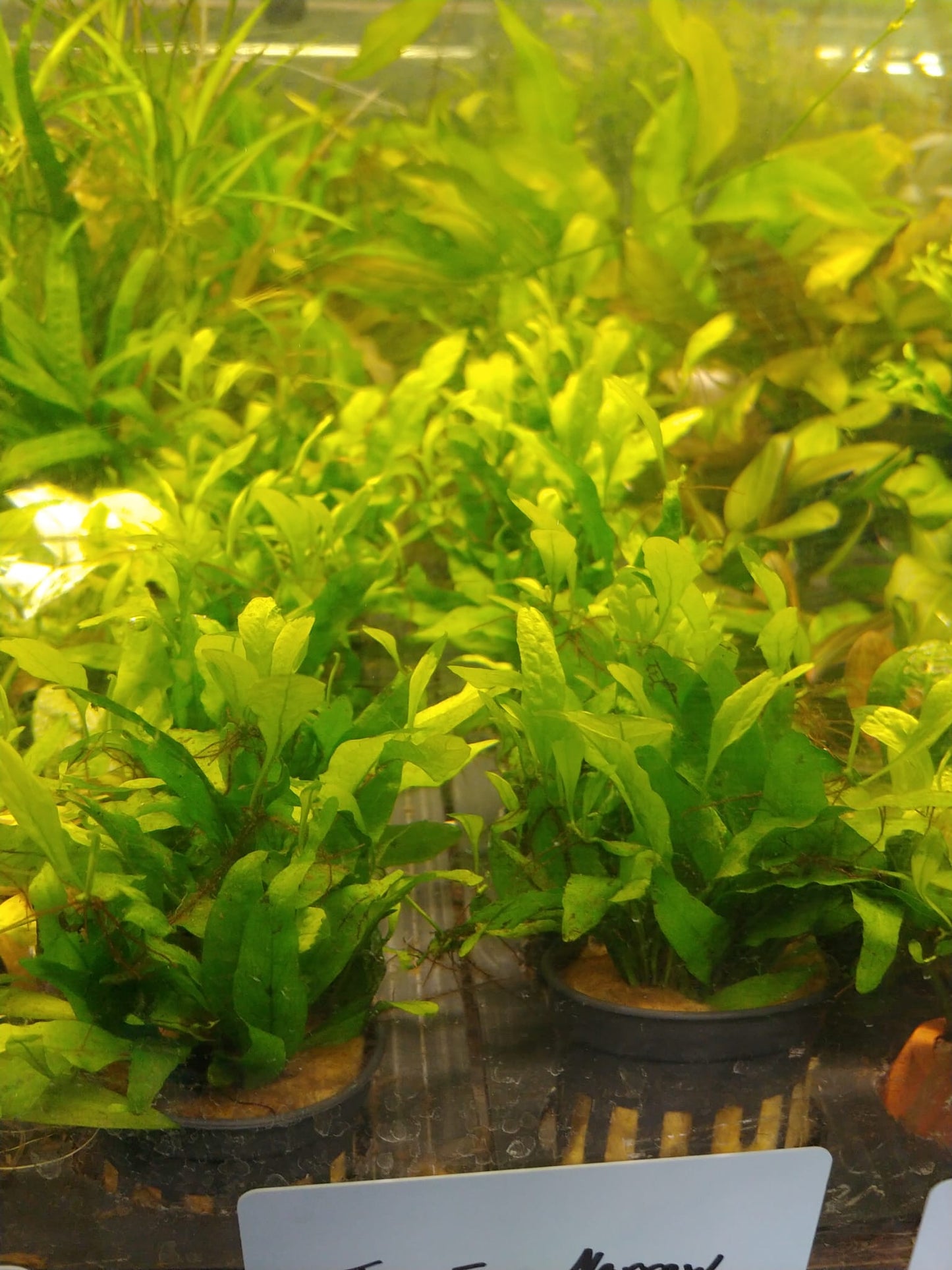 Microsorum sp. Narrow petite