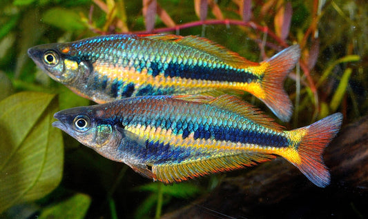 Wapoga alleni rainbowfish (Chilatherina alleni)