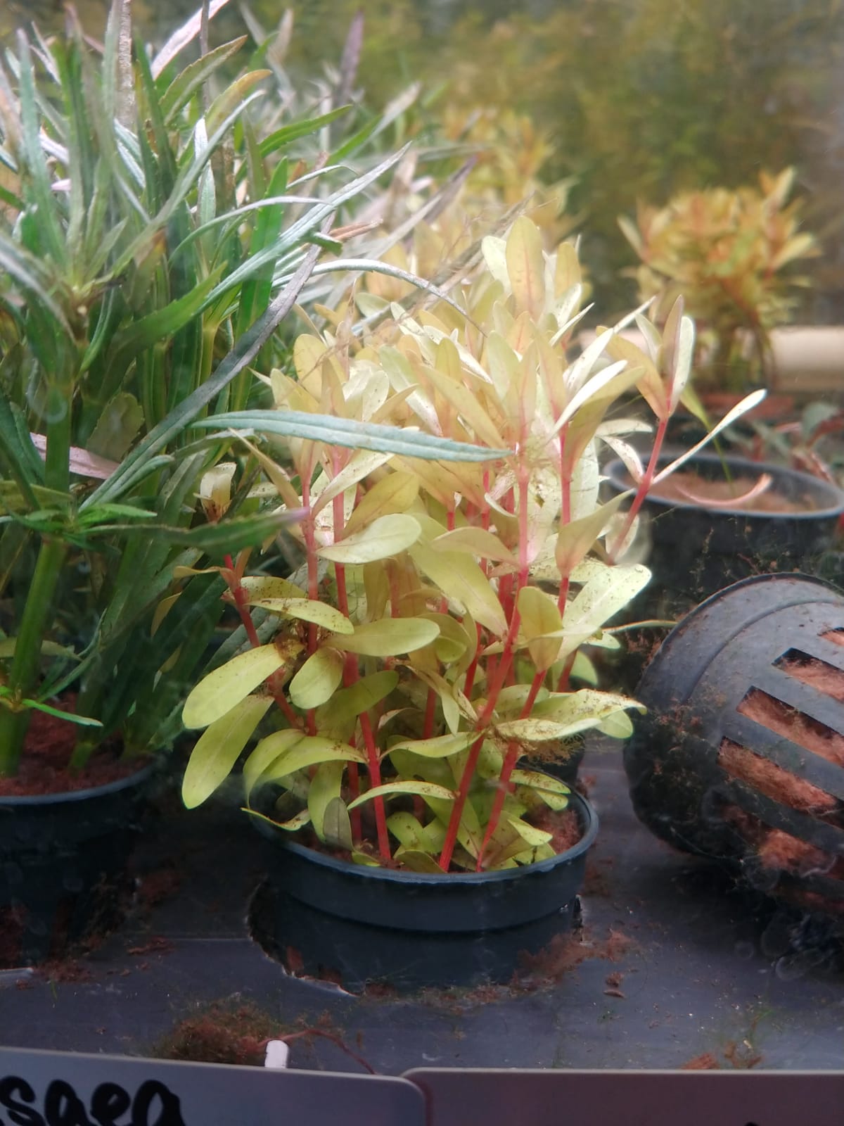 Nesaea pedicellata sp Golden