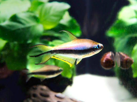 Emperor tetra(Wild Caught)-Nematobrycon palmeri