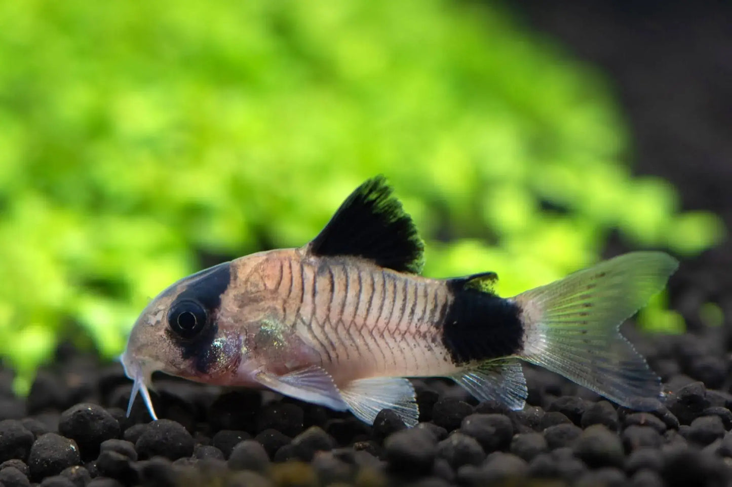 Panda cory (Corydoras panda)