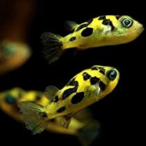 Pea Puffer (Carinotetraodon Travancoricus) Buy 2 get 1!