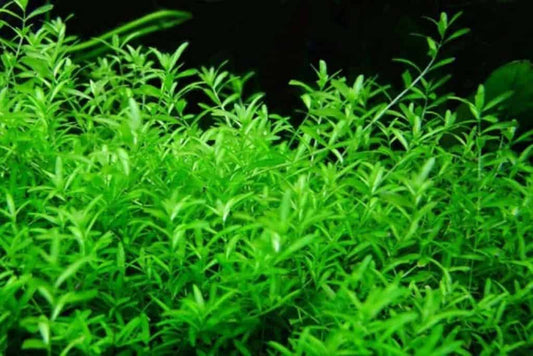Hemianthus micranthemoides - Pearl weed (potted)