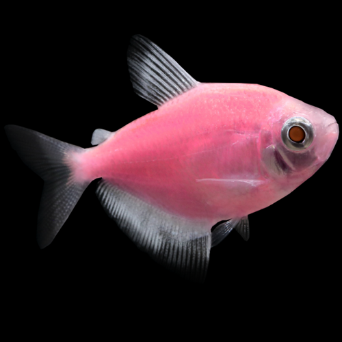 Color Skirt Tetra (	Gymnocorymbus ternetzi)