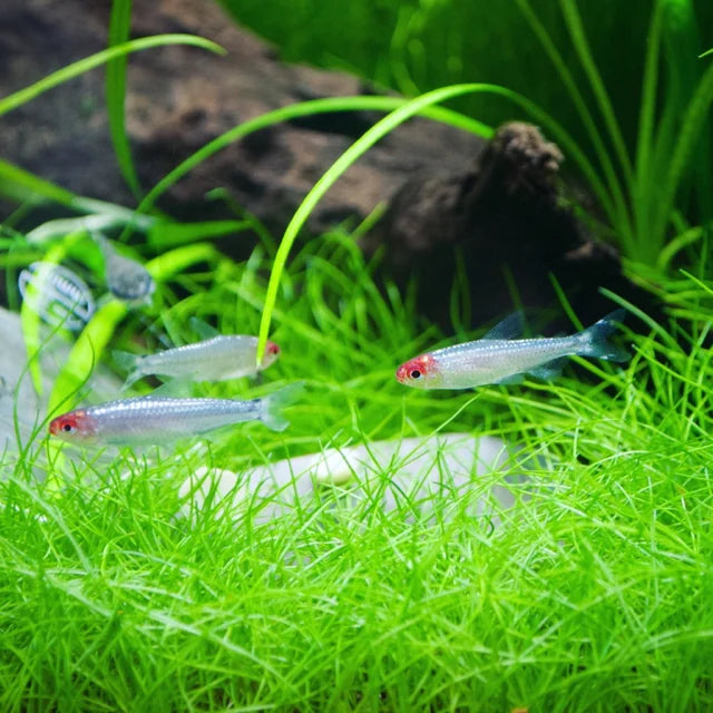Platinum Rummy nose tetra (Hemigrammus rhodostomus)