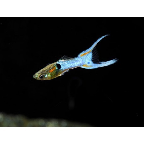 Endler Guppy (blue)