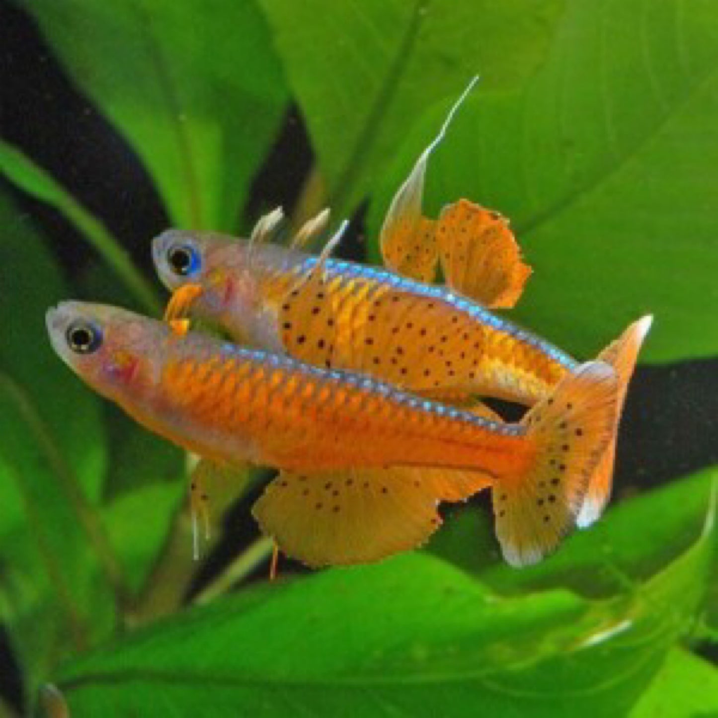 Red Neon Blue-Eye Rainbowfish (Pseudomugil luminatus)
