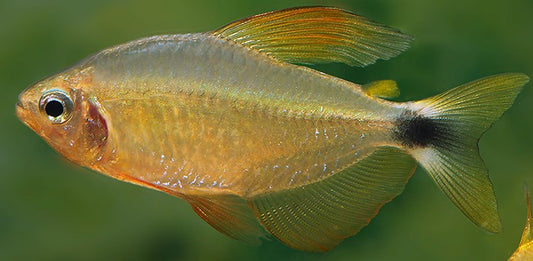 Raccoon tetra(Wild Caught) -Hyphessobrycon procyon