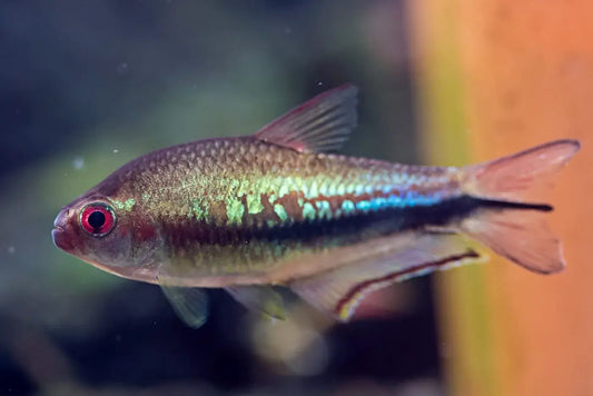 Nematobrycon lacortei -Rainbow Emperor tetra