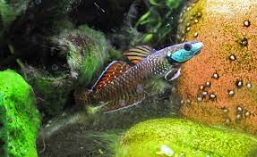 Rainbow Goby (Stiphodon Ornatus)
