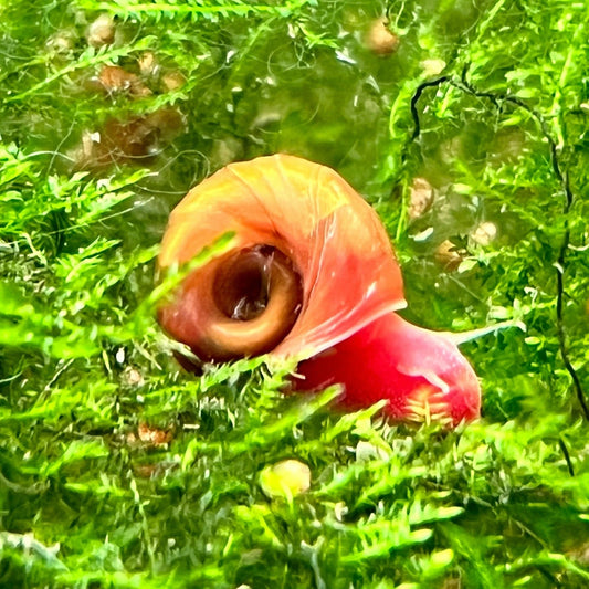 Red Ramshorn Snail (Planorbis Rubrum)