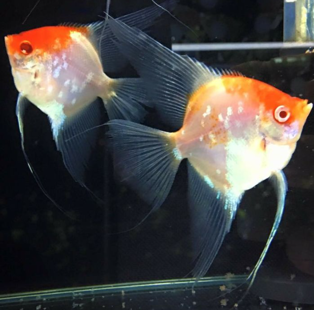 Koi Albino Red cap angelfish