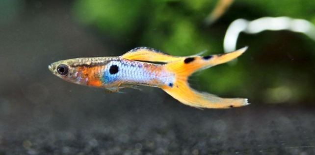 Red Double Sword Japan blue endler guppy pair