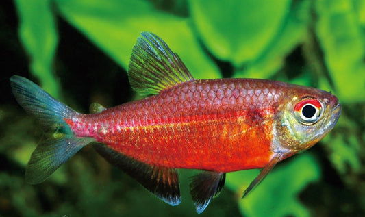 Red laser Tetra(Wild Caught)- Hemigrammus coeruleus