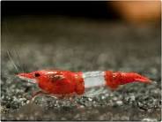 Red Rili Shrimp (Neocaridina Davidi )