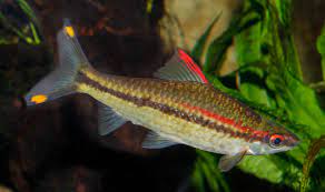 Roseline shark (Sahyadria denisoni)