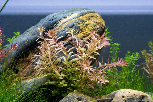 Rotala rotundifolia sp. Fuijan