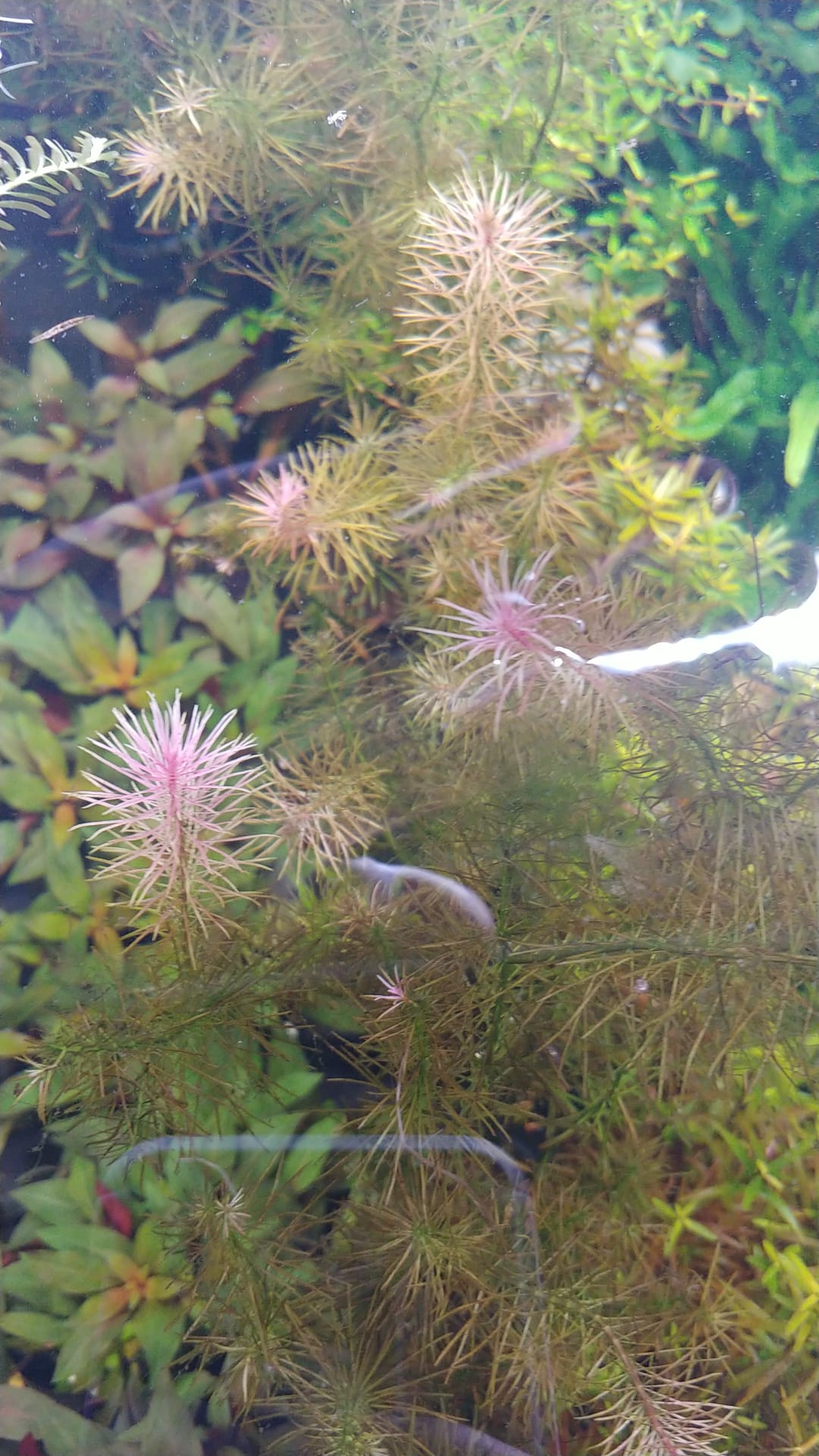 Rotala sp. Bossi