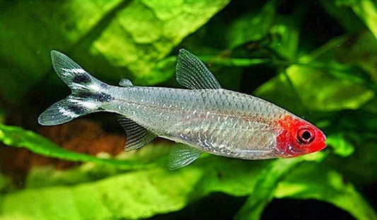 Rummy Nose Tetra(Hemigrammus Rhodostomus)