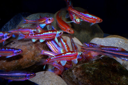 Rainbow Shiner (Select grade, male only)