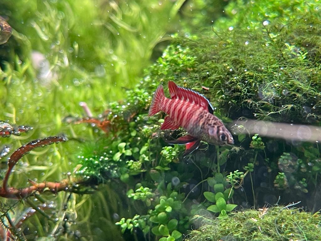 Black Tiger Dario (Dario sp. Tiger)