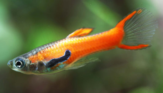 Endler guppy (red)