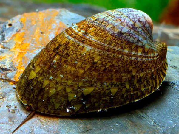 Limpet Snail( Septaria Porcellana )