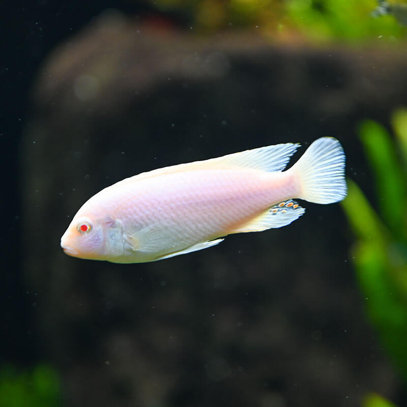 Snow Cichlid (Maylandia estherae)