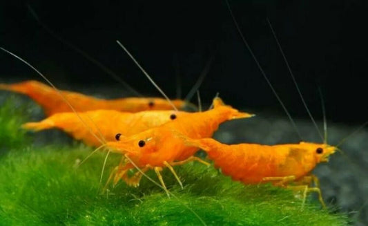 Sunkist Orange Shrimp (Neocaridina David )