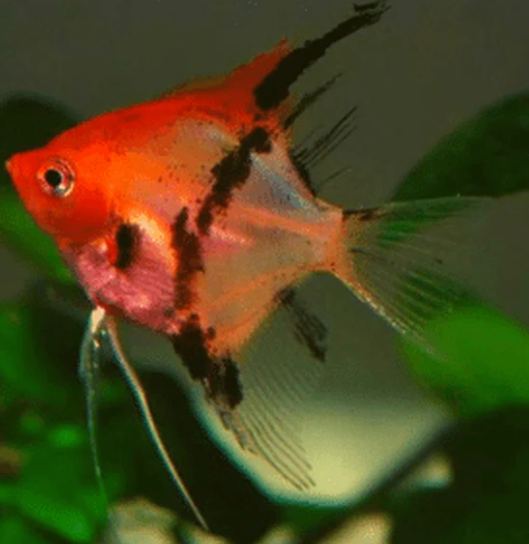 Super Red Devil Angelfish (Pterophyllum scalare )