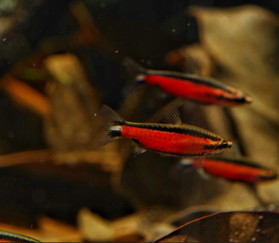 Super Red Cenepa pencilfish (Nannostomus sp. "Super Red Cenepa") (male)