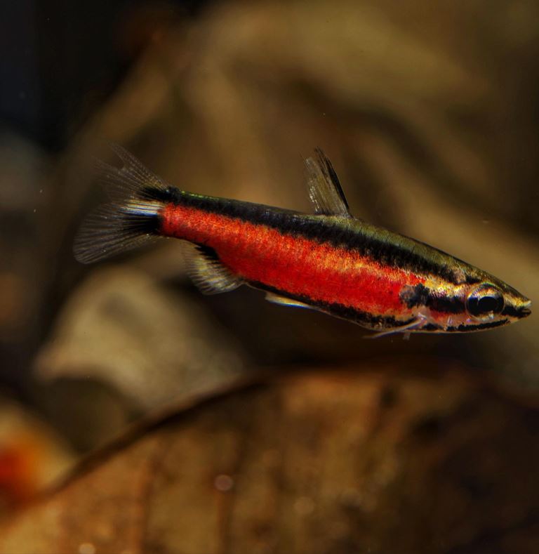 Super Red Cenepa pencilfish (Nannostomus sp. "Super Red Cenepa")