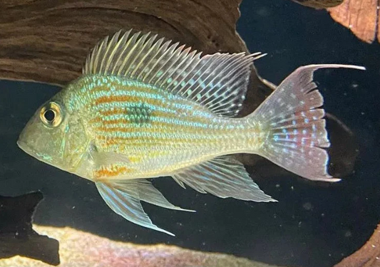 Geophagus Sveni